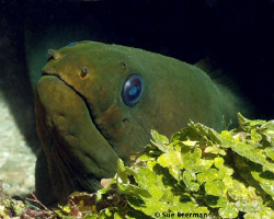 Green Moray Eel just chillin' by Susan Beerman 